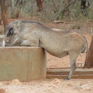 Warthog Namibia