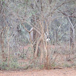 Gemsbok Namibia