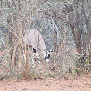 Gemsbok Namibia