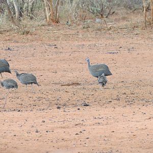 Guineafowl Namibia