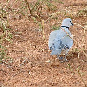 Dove Namibia