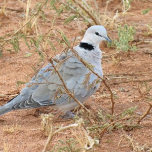 Dove Namibia