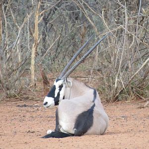 Gemsbok Namibia