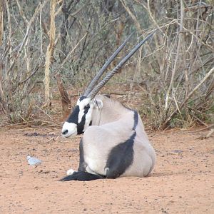 Gemsbok Namibia