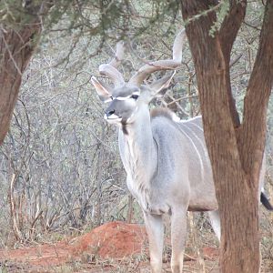 Greater Kudu Namibia