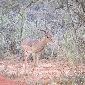 Impala Namibia