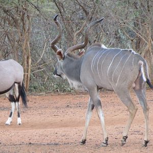 Greater Kudu Namibia