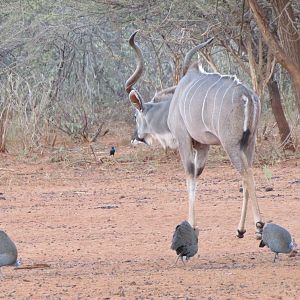 Greater Kudu Namibia