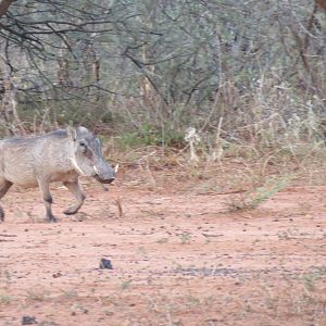 Warthog Namibia