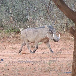 Warthog Namibia