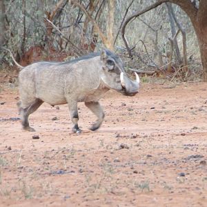 Warthog Namibia