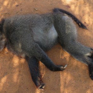 Chacma Baboon