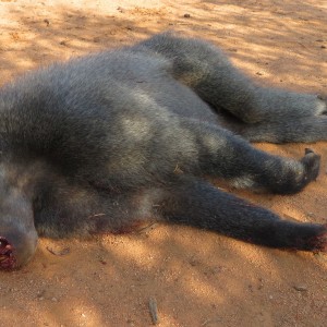 Chacma Baboon