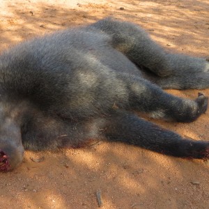 Chacma Baboon