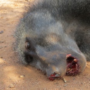 Chacma Baboon