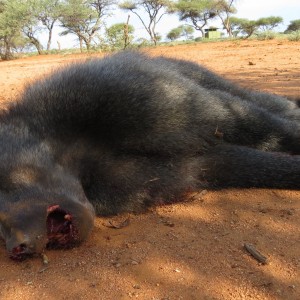 Chacma Baboon