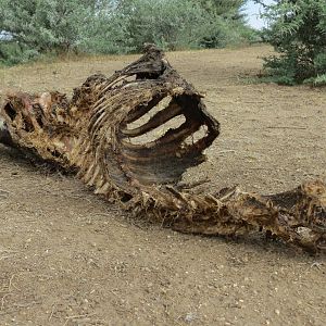 Warthog Carcass Namibia