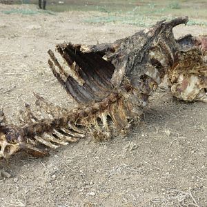 Warthog Carcass Namibia