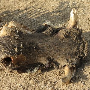 Warthog Carcass Namibia