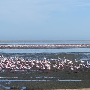 Flamingos Walvis Bay Namibia