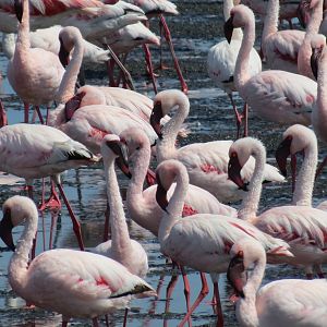 Flamingos Walvis Bay Namibia