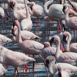 Flamingos Walvis Bay Namibia