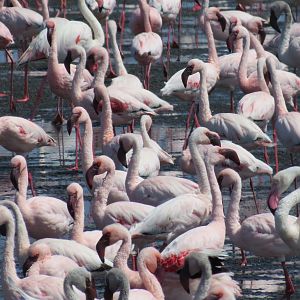 Flamingos Walvis Bay Namibia