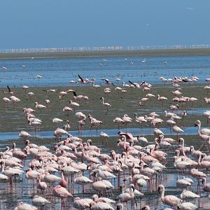 Flamingos Walvis Bay Namibia