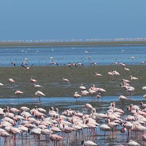 Flamingos Walvis Bay Namibia