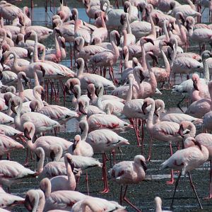 Flamingos Walvis Bay Namibia