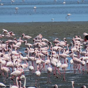 Flamingos Walvis Bay Namibia