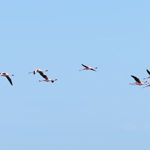 Flamingos Walvis Bay Namibia