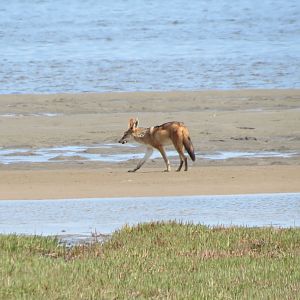 Jackal Dorob National Park Namibia