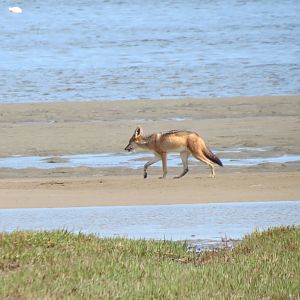 Jackal Dorob National Park Namibia