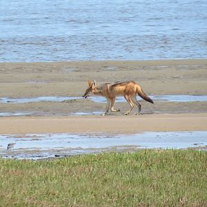 Jackal Dorob National Park Namibia