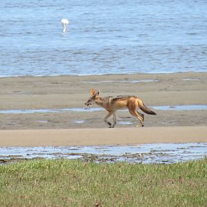 Jackal Dorob National Park Namibia