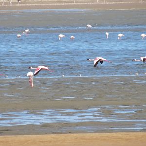 Flamingos Dorob National Park Namibia