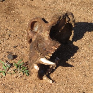 Baboon skull