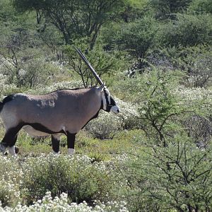 Gemsbok Namibia