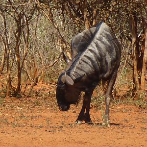 Blue Wildebeest Namibia