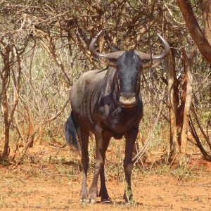 Blue Wildebeest Namibia