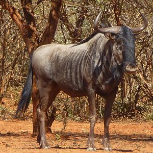 Blue Wildebeest Namibia