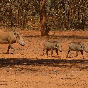 Warthog Namibia