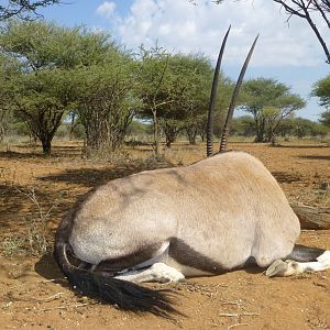 Gemsbok hunted with Ozondjahe Hunting Safaris in Namibia