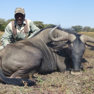 Blue Wildebeest hunted with Ozondjahe Hunting Safaris in Namibia