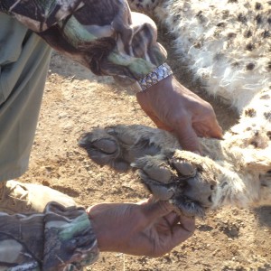 Cheetah hind paws