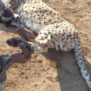 Cheetah hind paws