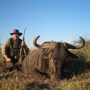 Blue Wildebeest