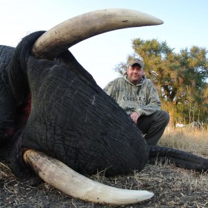 52 pound Elephant Bull