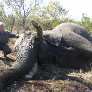 62 pound Elephant Bull